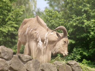 Gamsbock
