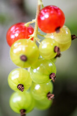 redcurrant berries