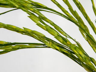 Pollen, of rice flower, with water in the morning waiting for pollination on the white scene
