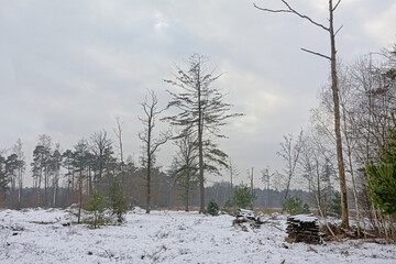 Heath landscape with bare and coniferous trees and snow on a cloudy winter day in Drongengoeodbos nature reserve, Ursel, Flanders, Belgium 