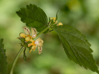Macrophotographie de fleur sauvage - Lamier jaune - Lamium galeobdolon