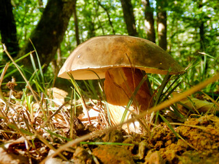 Close up of Boletus Edulis, also known as Penny Bun, in the forest
