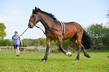 Horse training in progress as pretty young woman lunge lines her beautiful bay horse, exercising her and teaching her to move correctly on grass in Shropshire UK