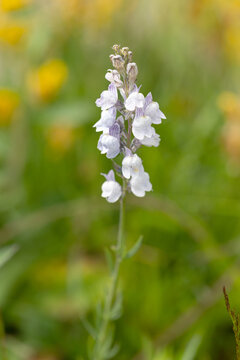 Macrophotographie de fleur sauvage - Linaire rampante - Linaria repens