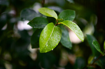 Beautiful green leaves in the rainy season. Natural concept