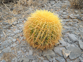 Golden barrel cactus growing on stone ground in California suburb