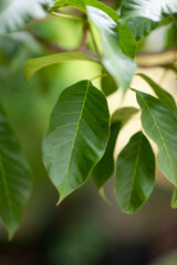 Beautiful green leaves in the rainy season. Natural concept