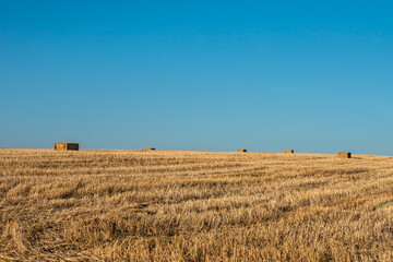 Fototapeta na wymiar Mowed wheat field with stacks of straw in early summer evening. Selective focus. 