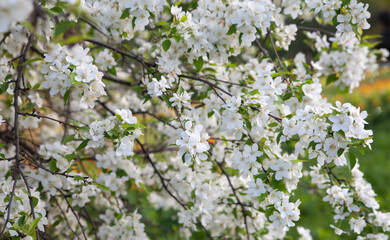 spring background of a blossoming white apple tree