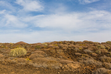 A close up of a dry grass field
