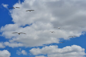 A flock of gulls flying away into the blue sky with white clouds.