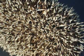 Forest animal, hedgehog