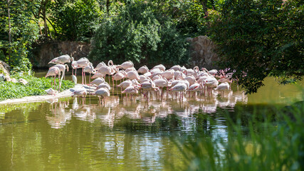 group of pink flamingos in the lake