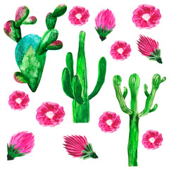 Exotic natural vintage watercolor blooming cactus greeting card. Cactus, succulent, flowers. Botanical isolated natural Illustration on white background
