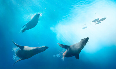 Seals hunting for fish. Ocean underwater with marine animals. Sun rays passing through the water surface.
