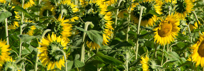 I girasoli in estate con i loro petali giallo oro