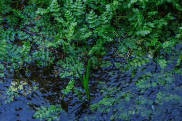 Green water plants in river