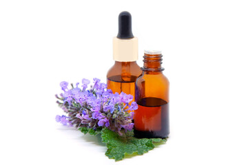 Faassen catnip essential oil and extract in a bottles with leaf and flowers on  white