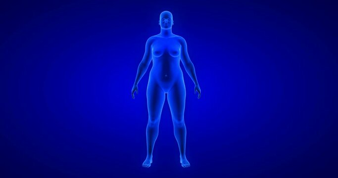 Weight loss body transformation - front view, woman theme. Blue Human Anatomy Body 3D Scan render