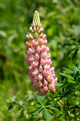 Macrophotographie de fleur sauvage - Lupin à plusieurs feuilles - Lupinus regalis
