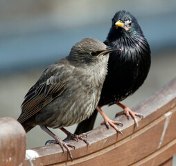 Starlings basking in Spring sunshine