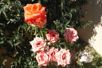 bouquet of roses