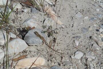 dead tree trunk