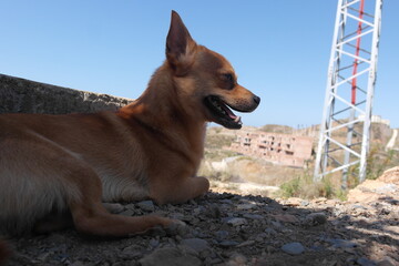 german shepherd dog