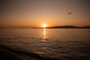 Sea calm at sunset with a soaring bird