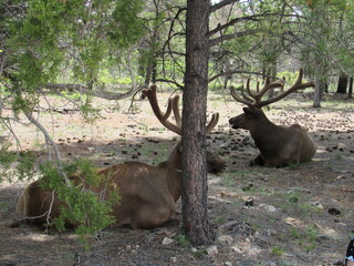 GRAND CANYON, ARIZONA