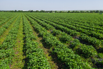 Fototapeta na wymiar Strawberry fields, Agriculture farm of the strawberry field of biotechnology. Plantation of berries on a farm on a sunny day. Growing organic strawberries. Eco-friendly products. Agro business.