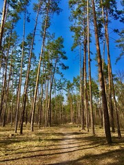 Fototapeta premium trees in the forest