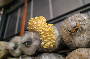 mushrooms growing in plastic bag