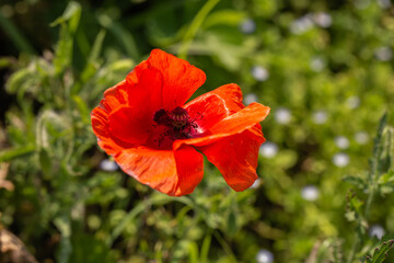 Poppy on a background of green grass, blooming poppy on a background. Poppy flower isolated in green field on a sunny day during springtime. conceptual natural image of beauty and growth and believe