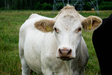 Fototapeta na wymiar Large white cow grazes on the field outdoors.