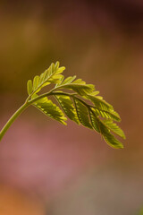 beautiful leaf with colorful background