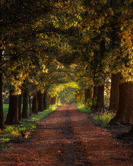 Fototapeta na wymiar Trees along a beautiful path during autumn