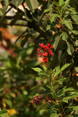 jatropha integerrima or spicy jatropha, peregrina