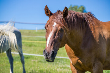 A close up portrait of a brown horse on a background of the pure blue sky