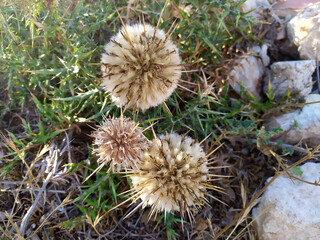 Brown, thorny thistle's flower. Natural floral background with white stones. Focused, closeup on the flower.