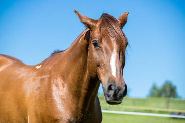 Portrait of an adult brown horse on a blue sky background
