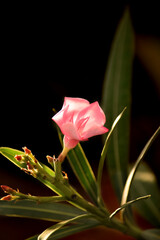 oleander flower with green background, beautiful blossoms, of fragrant pink flowers in bunches