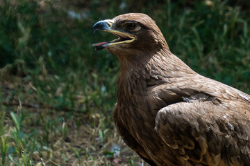 Golden eagle (Aquila chrysaetos). Portrait with an open beak.