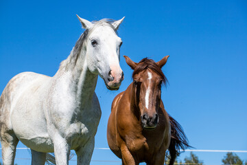 Fototapeta na wymiar White and brown free range horse against blue sky