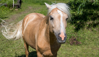 A young brown pony with a white mane