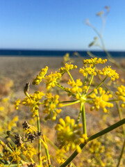 Wilder gelb blühender Fenchel am Strand in Griechenland auf Kreta, unberührte Natur, Ökosystem