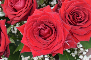 Beautiful red roses close-up, photo of real flowers