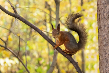 Naklejka na ściany i meble Squirrel in autumn park scene. Autumn squirrel portrait.