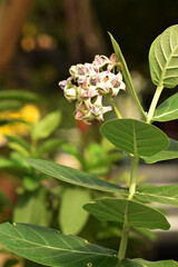 beautiful giant milkweed flower, scientific name is calotropis gigantea, crown