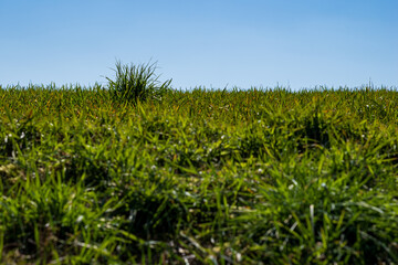 A tuft of grass on a meadow, shallow depth of field, selective focus